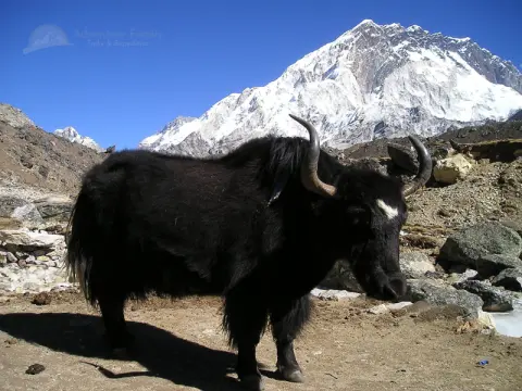 Embark on an Unforgettable Adventure: Trekking the Family Adventure Treks