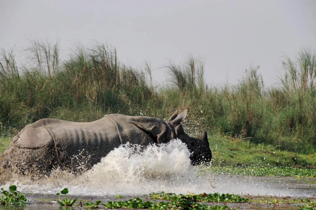 Chitwan Jungle Safari Tour