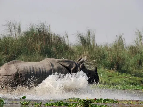 Chitwan Jungle Safari Tour
