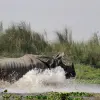 Chitwan Jungle Safari Tour