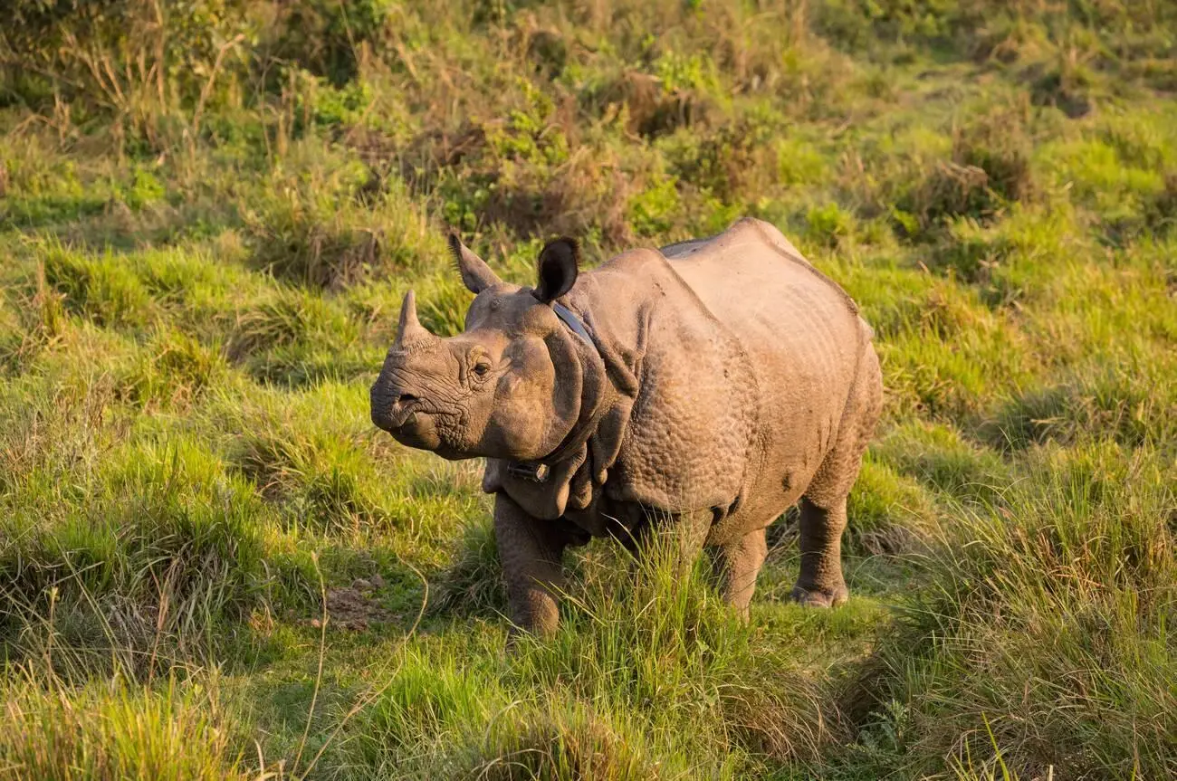 Chitwan Wildlife Adventure Tour