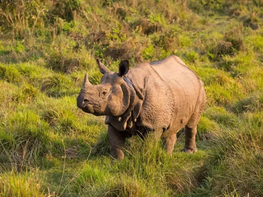Chitwan Wildlife Adventure Tour