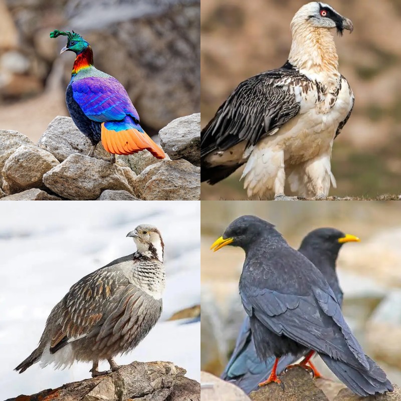 Collage of Himalayan monal, bearded vulture, snowcock, and alpine chough in Sagarmatha National Park.