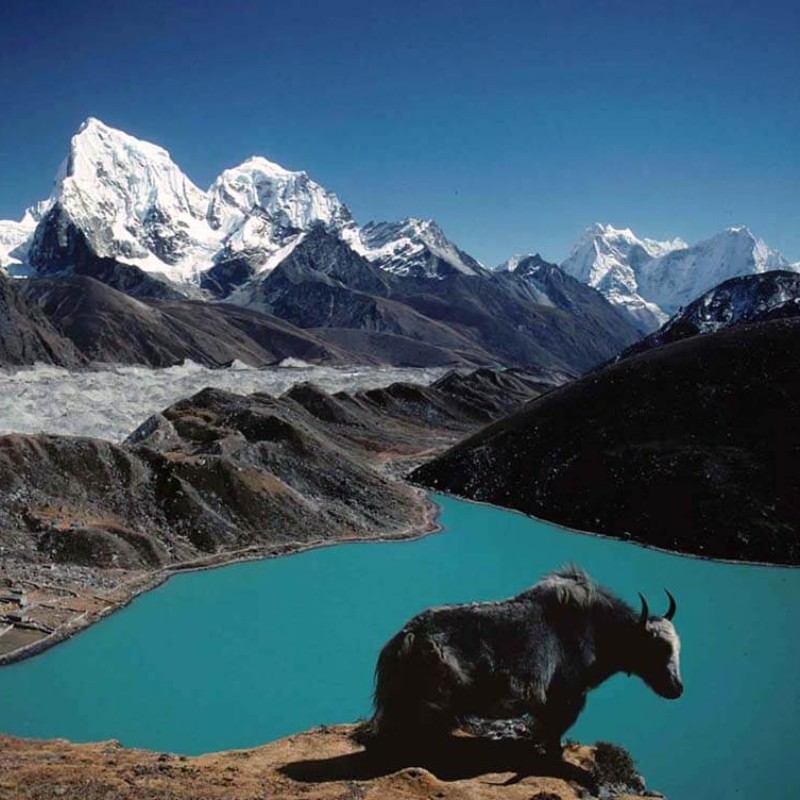 Panoramic view of the Gokyo Valley featuring a turquoise glacial lake, rugged mountain ridges, a grazing yak in the foreground, and snow-capped Himalayan peaks rising beneath a clear blue sky.