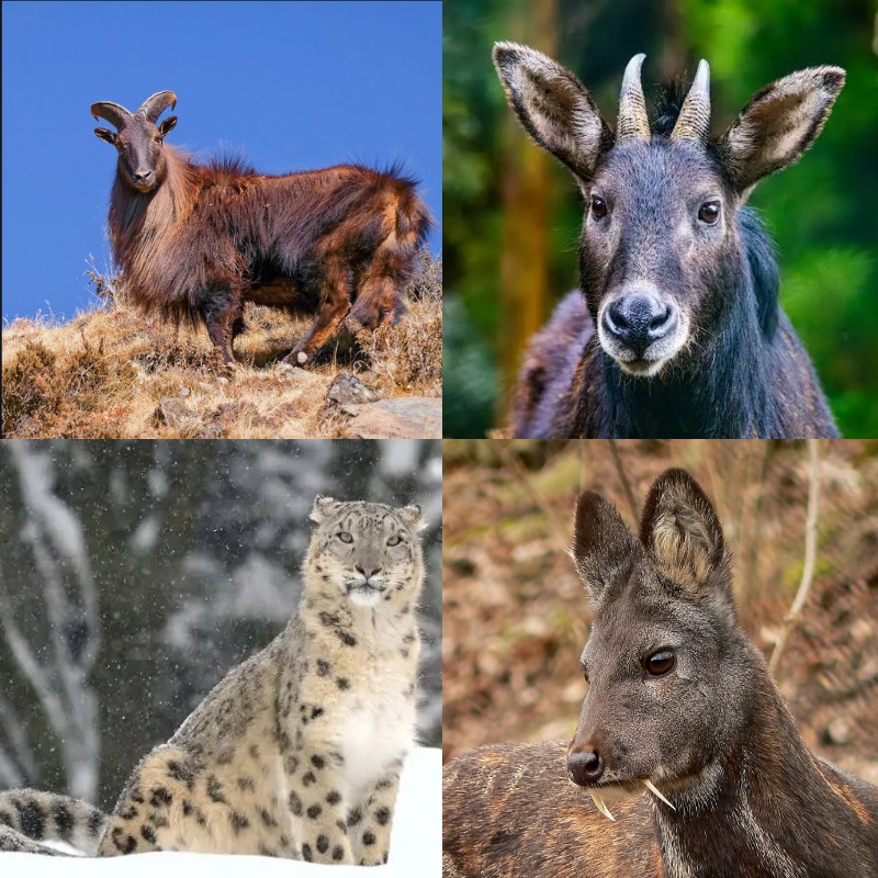 Collage of Himalayan tahr, Himalayan serow, snow leopard, and musk deer in Sagarmatha National Park.
