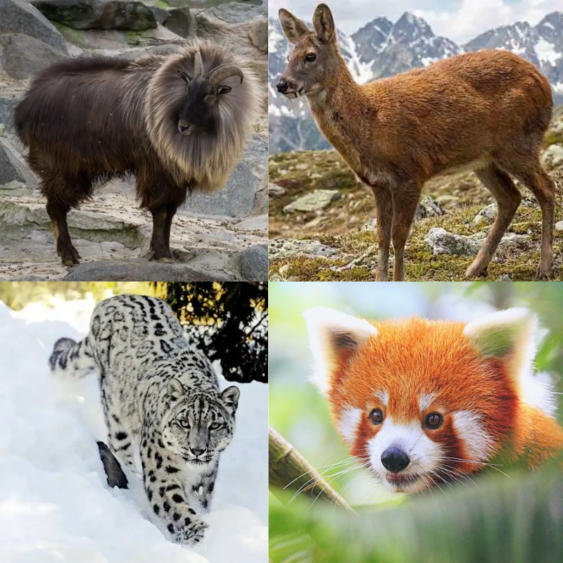Animals found in Annapurna Sanctuary, Nepal, including Himalayan tahr, musk deer, snow leopard, and red panda in their Himalayan habitats